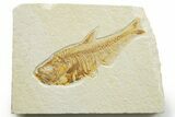 Bargain, Detailed Fossil Fish (Diplomystus) - Wyoming #363914-1